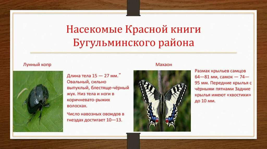 Насекомые занесенные в красную книгу фото Красная книга Татарстана - презентация онлайн