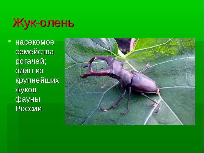 Насекомые занесенные в красную книгу фото Это насекомое занесено в красную книгу 60 фото - ZooClever.ru