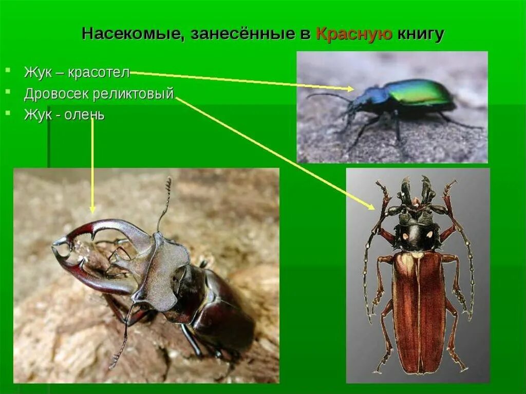 Насекомые занесенные в красную книгу фото Животный мир Ленинградской области - презентация онлайн