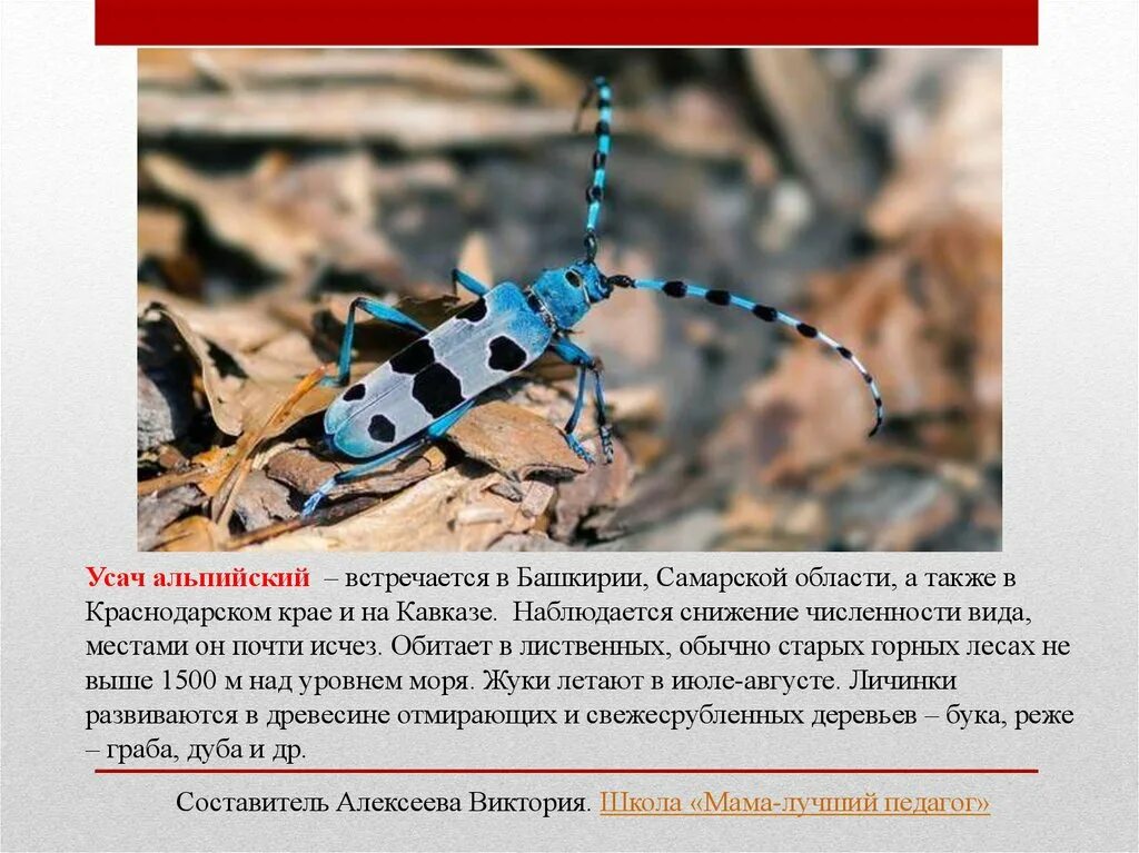 Насекомые занесенные в красную книгу фото Насекомые красной книги россии презентация