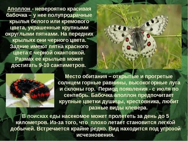 Насекомые занесенные в красную книгу фото Насекомые красной книги бабочки