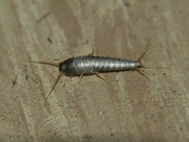 Насекомые живущие в квартирах фото Endless Swarm Insect orders, Insects, Cleaning household