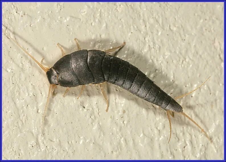 Насекомые живущие в ванной фото Silverfish and Firebrat - Plant & Pest Diagnostics