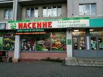 Насенне пушкинский просп 16 фото Проспект пушкинский