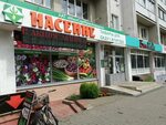 Насенне пушкинский просп 16 фото Насенне могилев каталог Shtampik.com