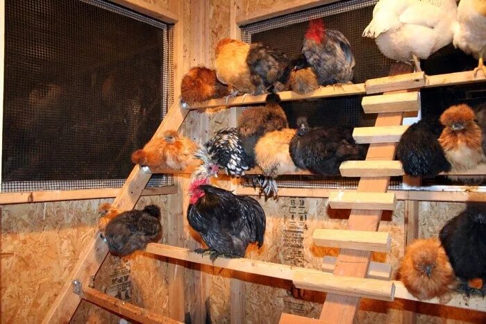 Насест для кур фото оригинальные идеи chicken coop designs Building a chicken coop, Urban chicken farming, Chicken coo