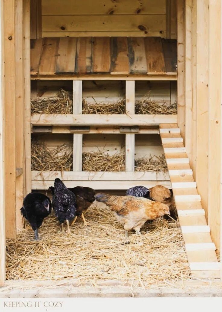 Насест для кур несушек фото Pin on Happy Hens Backyard chicken coops, Best chicken coop, Chicken coop run