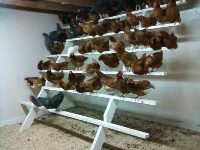 Насест для кур несушек фото Фотография Chicken roost, Chicken perches, Chicken coop designs