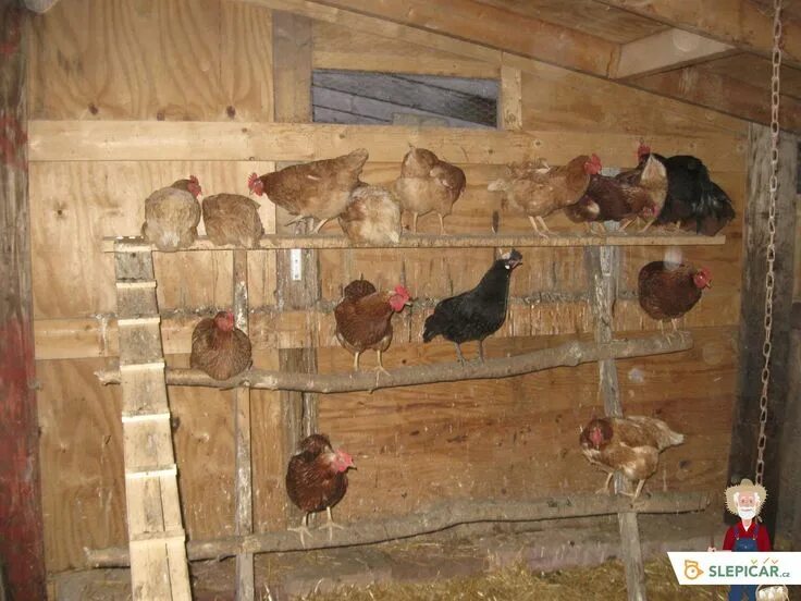 Насест для кур несушек фото Slepičí bidlo aneb i v kurníku se odpočívá - Slepičář Building a chicken coop, C