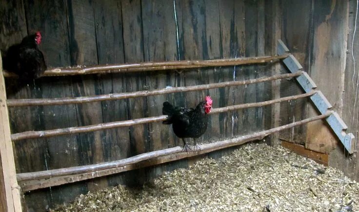 Насест для кур несушек фото Chicken Coop Necessities - The Free Range Life Portable chicken coop, Chickens b