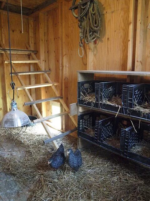 Насест для кур несушек фото Hen House Chicken coop, Chicken diy, Chicken coop plans