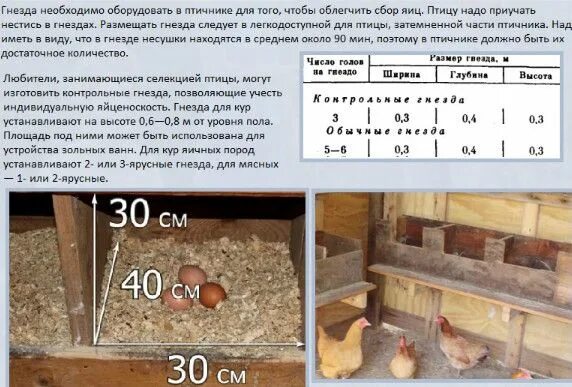 Насест для кур несушек размеры фото Основные требования к помещению для разведения кур Аграрный сектор Разведение ку