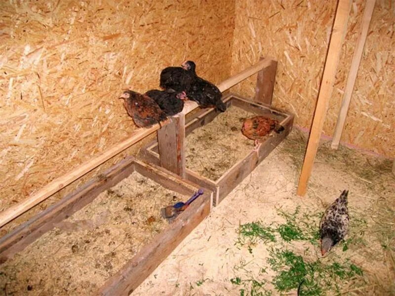 Насест для кур размеры фото O chão do galinheiro: como deve ser e o que é melhor fazer com as próprias mãos,