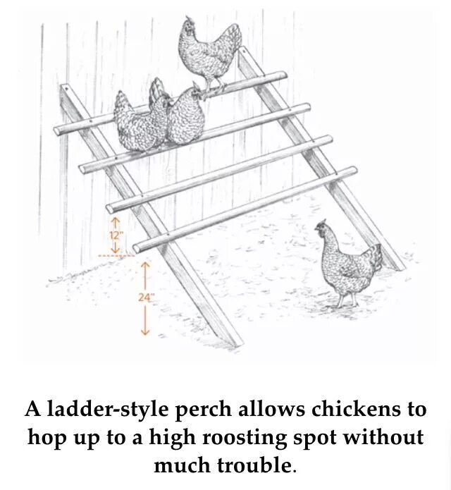 Насест для кур своими руками чертежи Ladder Style Chicken Perch