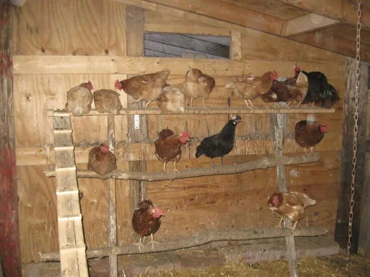 Насесты для несушек своими руками фото chicken roost ideas nesting boxes