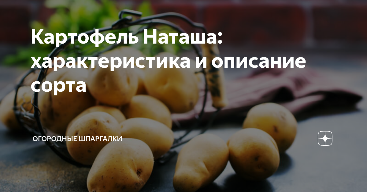 Наташа картофель характеристика отзывы фото Картофель Наташа: характеристика и описание сорта Огородные шпаргалки Дзен