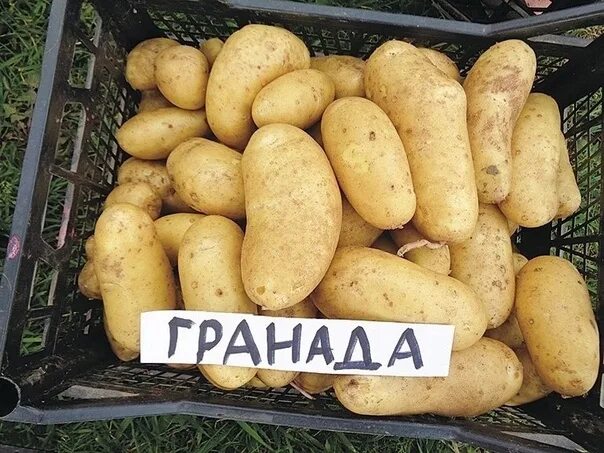 Наташа картофель характеристика отзывы фото Картофель наташа: найдено 62 картинок