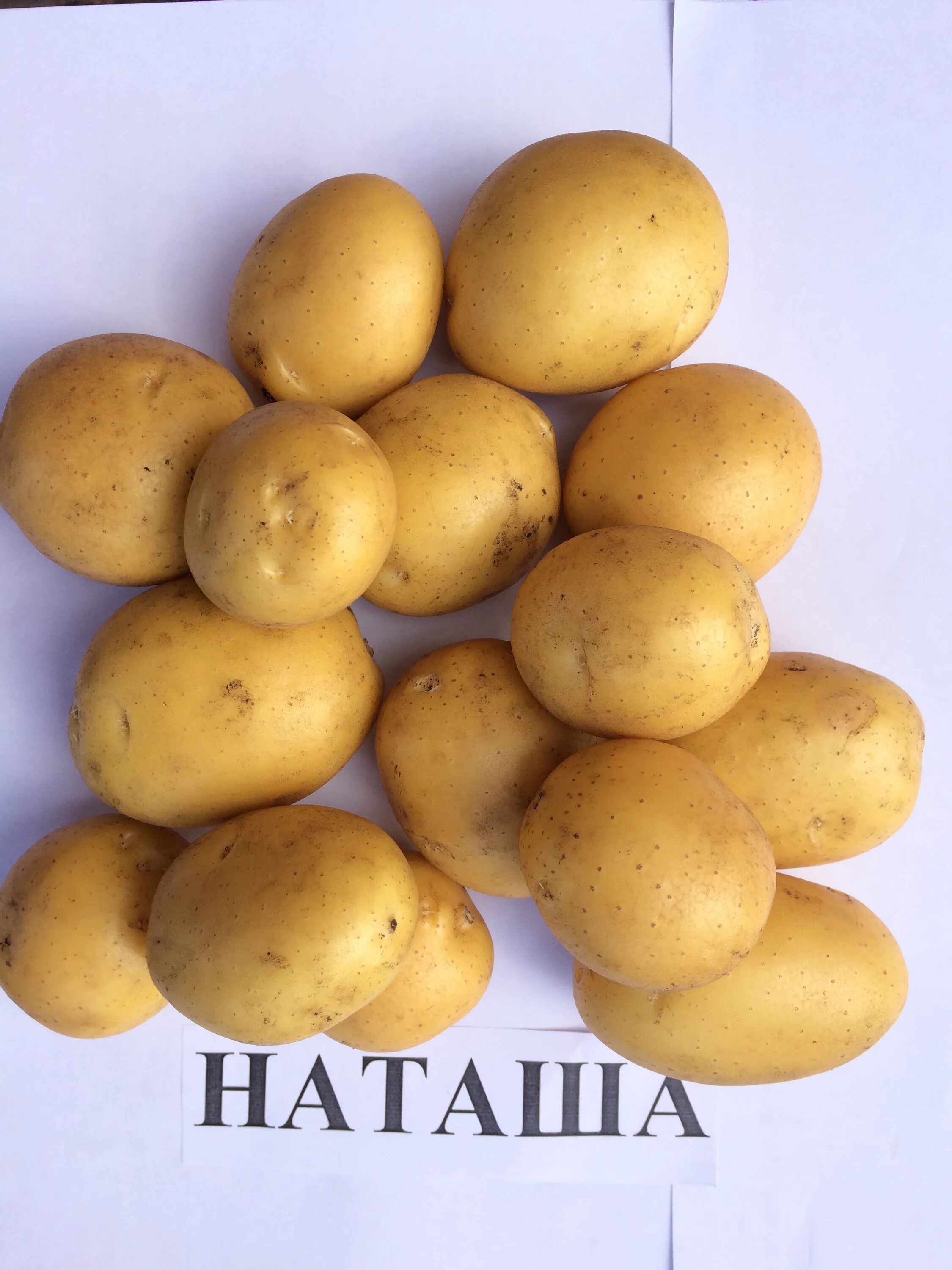 Наташа картофель характеристика отзывы фото Семенной картофель Наташа 2 репродукции.