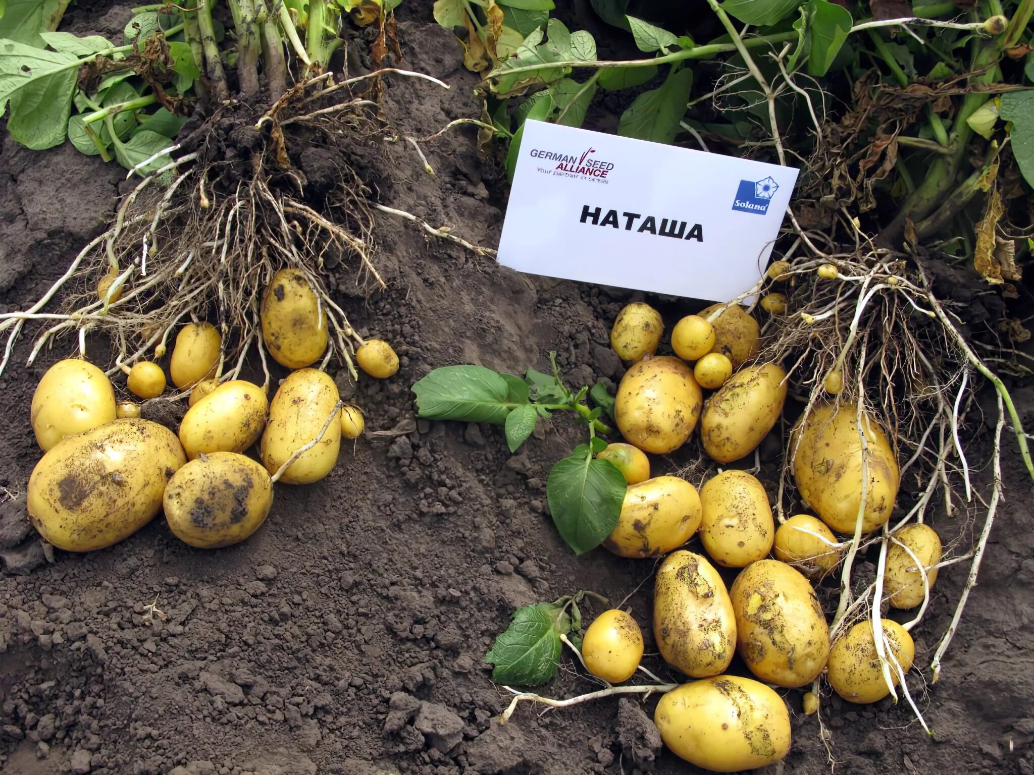 Наташа картофель характеристика отзывы фото Картофель Наталья Potato Natalia - купить семенной картофель с доставкой по Укра