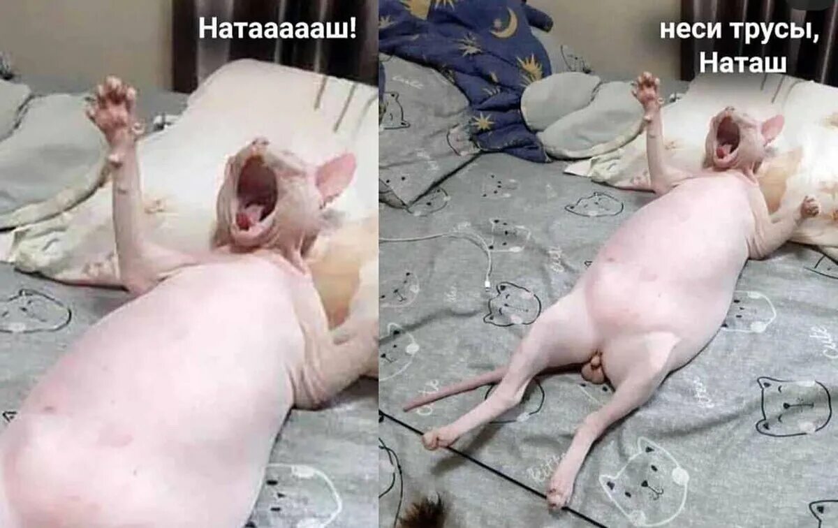 Наташа смешно фото Почему коты, которые смотрят сверху в меме, обращаются к какой-то Наташе?" - Янд