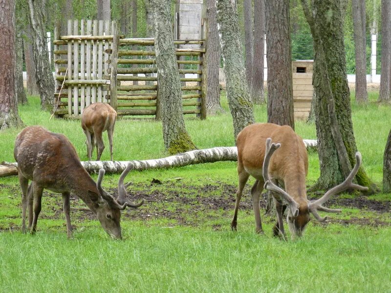 Национальный парк беловежская пуща фото National Park Belovezhskaya Pushcha - Excursions on Belarus Tours in Minsk