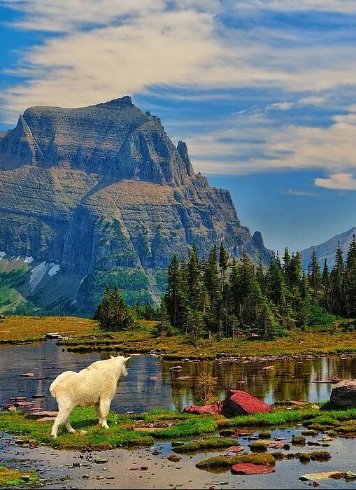 Национальный парк глейшер фото Logan Pass in Glacier National Park by Greg Norrell #nature #photography #finear