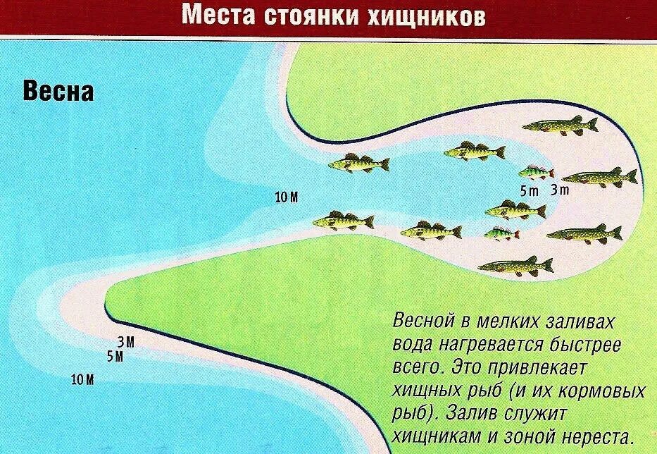 Найти какие приманки нужны на леща щуку Как поймать судака 1 часть Рыболов любитель Дзен