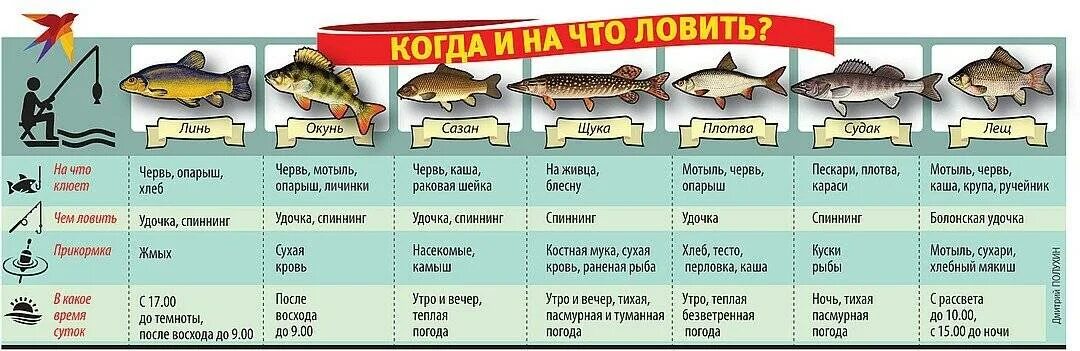 Найти какие приманки нужны на леща щуку Какую рыбу можно поймать в озере реке - найдено 81 картинок