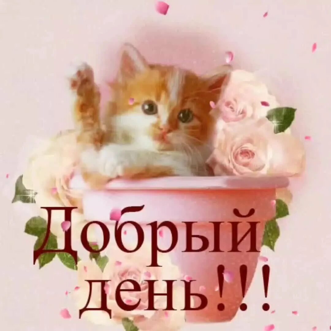 Найти картинки хорошего дня бесплатно Добрый день Анютка Г Дзен