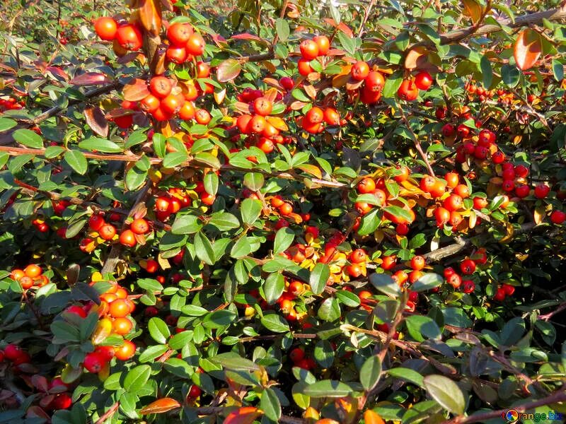 Найти кустарник по фото Barberry bush free image - № 42264