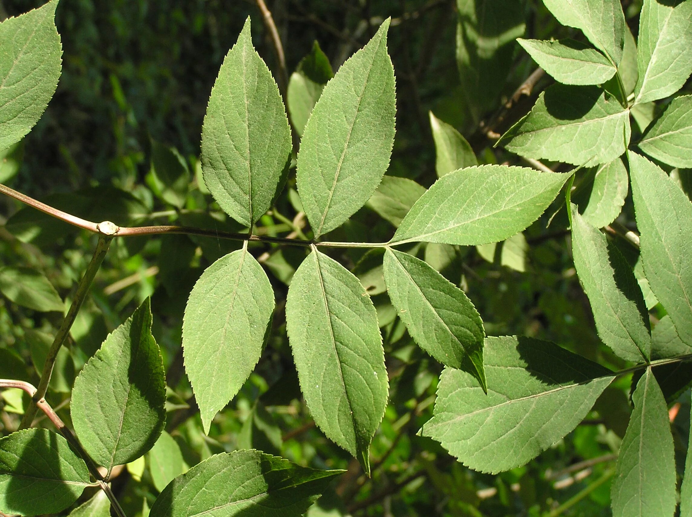 Найти кустарник по фото Native Trees of Indiana River Walk