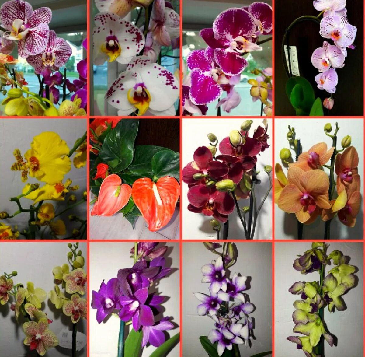 Найти название орхидеи по фото Сорта орхидей фото - DelaDom.ru