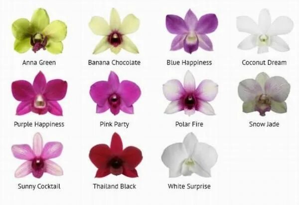 Найти название орхидеи по фото Сорта орхидей: Роттердам, Ринхостилис, Санук, описание и уход Coconut dream, Gre