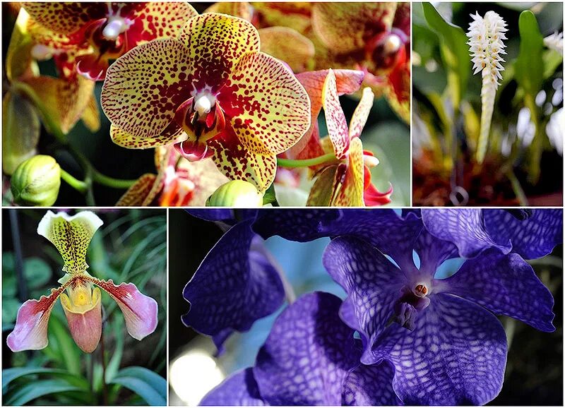 Найти название орхидеи по фото Экзотические орхидеи: floristka_ya - ЖЖ