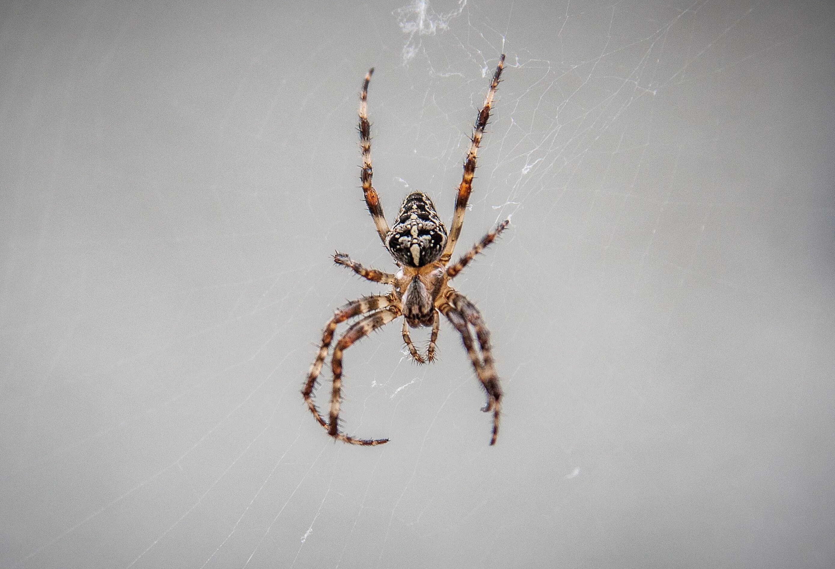 Найти паука по фото онлайн бесплатно Free Images : fauna, invertebrate, close up, arachnid, macro photography, arthro
