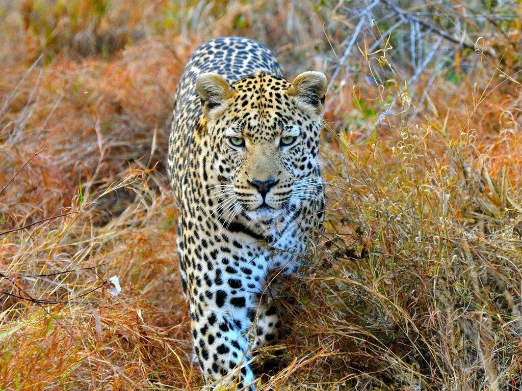 Найти по фото животных бесплатно The 15 Best Places to See Wildlife Up Close Wildlife, Places to see, African leo