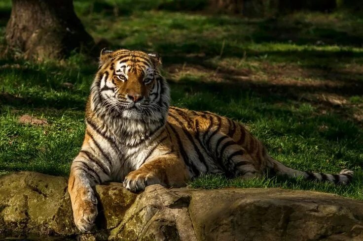 Найти по фото животных бесплатно Pin på Animali