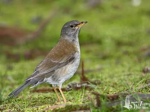 Найти птицу по фото Pin on Thrushes Turnidae & etc.