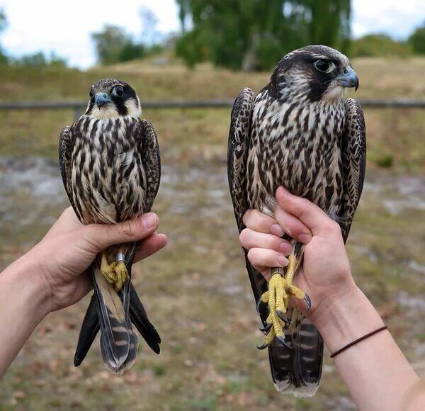 Найти птицу по фото Vogels schouwen on Twitter Slechtvalk, Vogels, Roofvogels