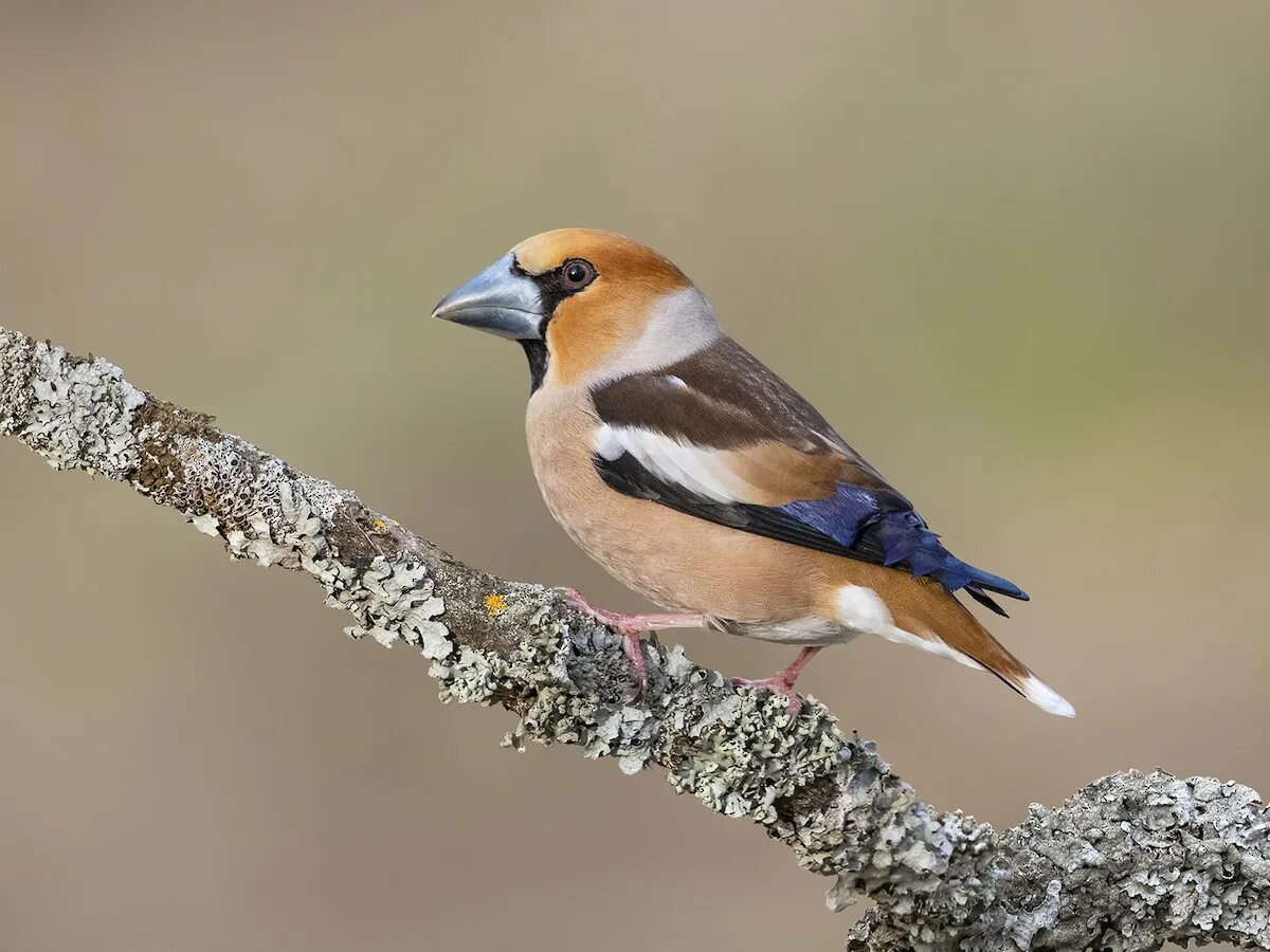 Найти птицу по фото онлайн Hawfinch Makolan Wiki Fandom