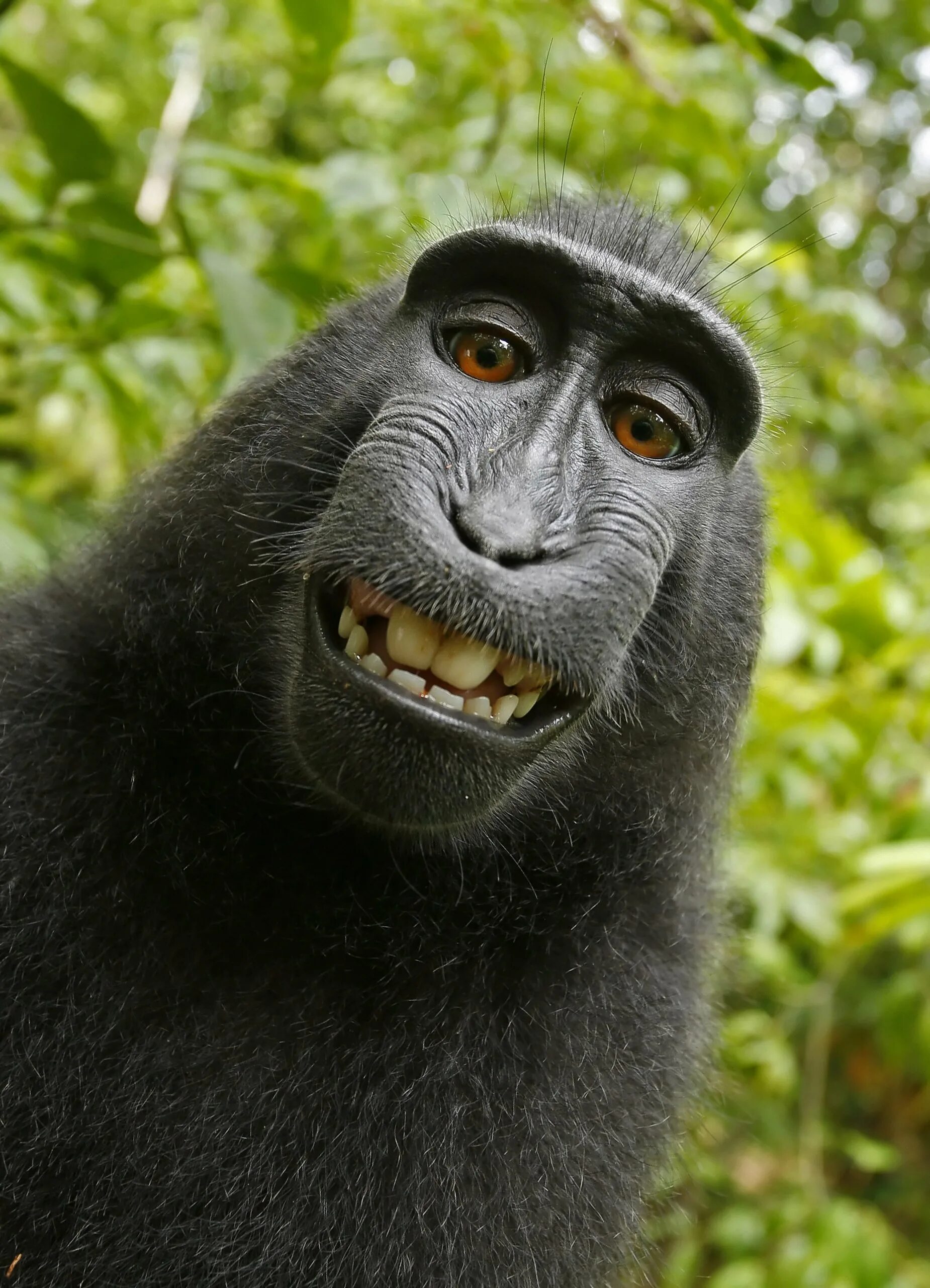 Найти смешные фото PETA Statement: 'Monkey Selfie' Case Settled PETA