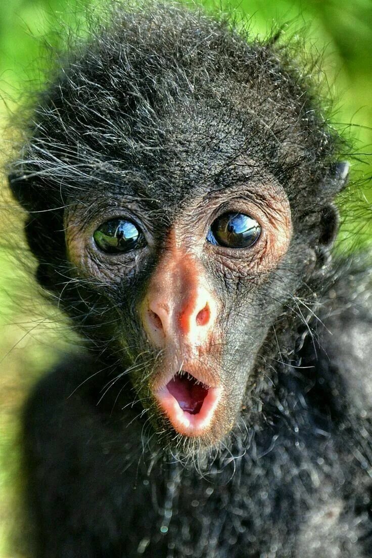 Найти смешные фото Pin de Edson en Animais Animales feos, Fotos de animales graciosos, Animales div
