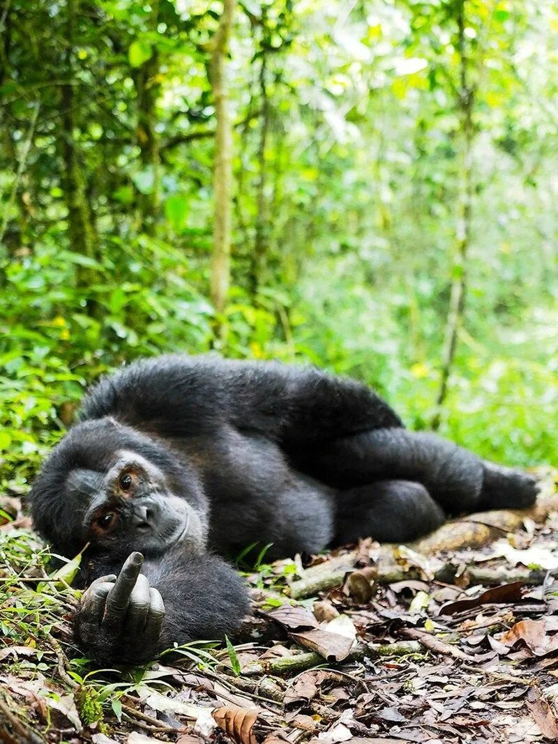 Найти смешные фото Here's Some of Our Favorite Entries From the 2016 Comedy Wildlife Photo Awards C