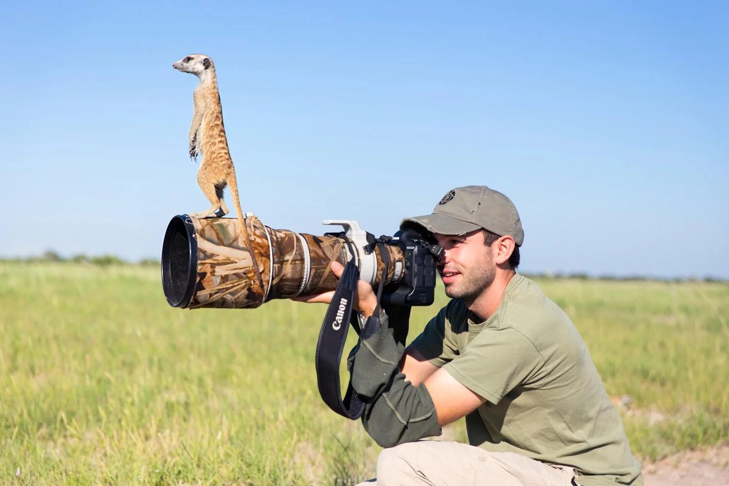 Найти смешные фото Как фотограф подружился с сурикатами в саванне: забавные фото о животных, которы
