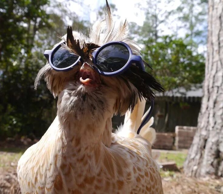 Найти смешные фото You may be cool, but you’ll never be chicken wearing glasses cool Odd Stuff Maga