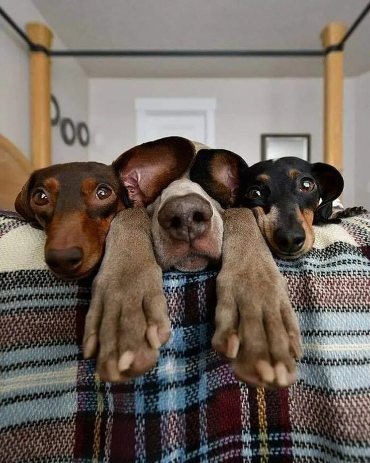 Найти смешные фото Épinglé sur funnies Photo chien, Humour animaux, Humour chiens