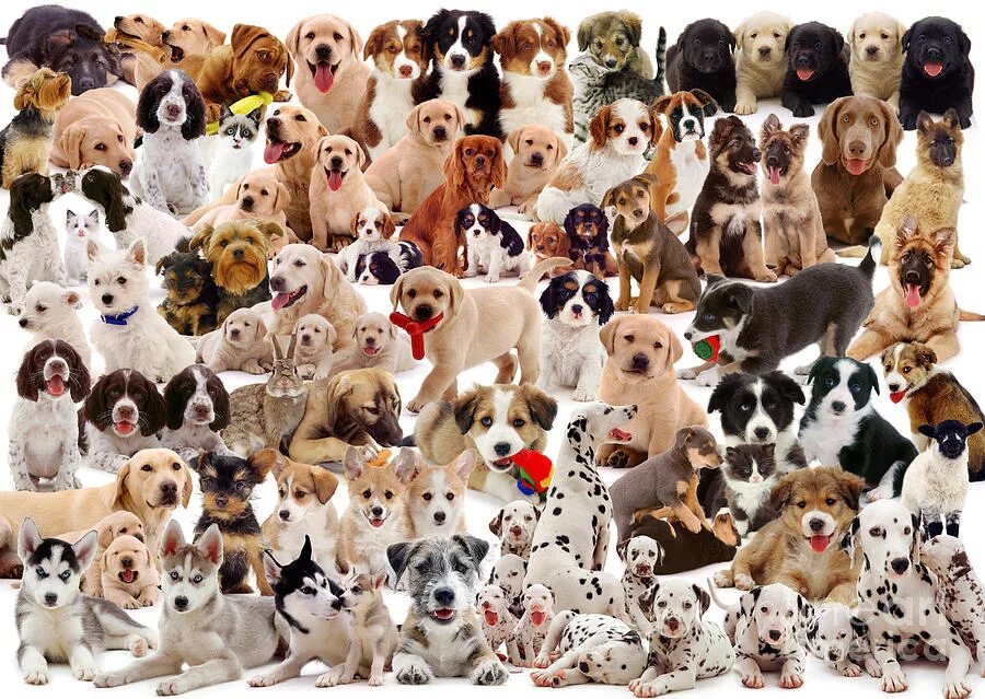 Найти собаку по фото Puppies montage Photograph by Warren Photographic - Pixels