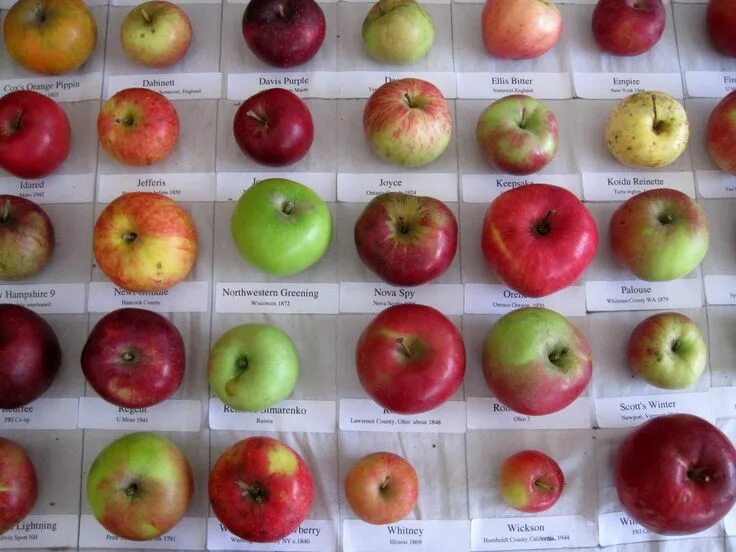 Найти сорт яблок по фото The Surprising Benefits of Apples for Your Health