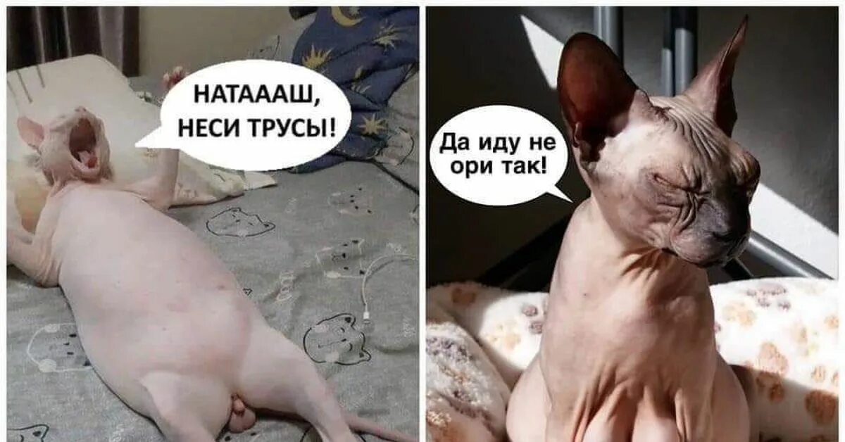 Найти точно такое фото Наташа, неси трусы! Пикабу