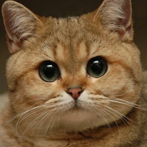 Найти точно такое фото Pin on Kittens ♥ Cats Cutest cats ever, Cats, British shorthair cats